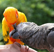 tame african grey and lorikeet parrots